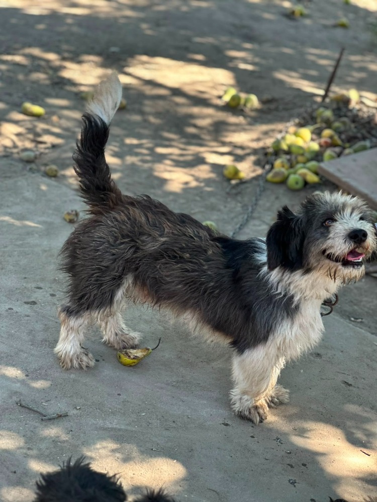 Paco