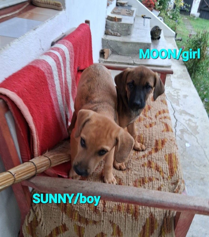 Moon