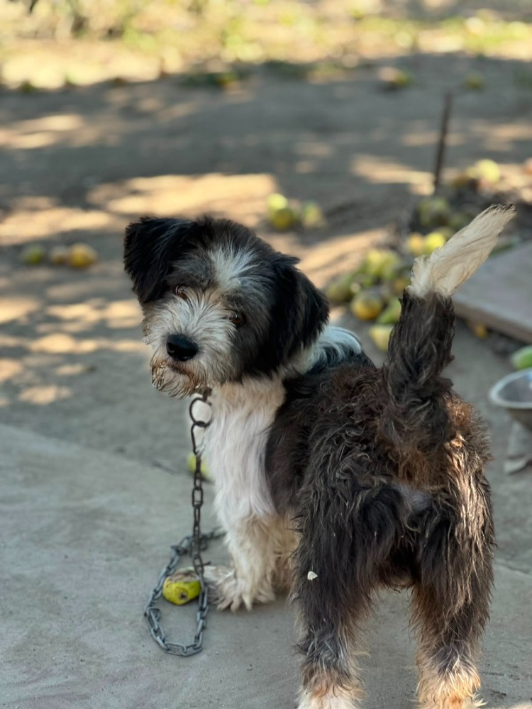 Paco