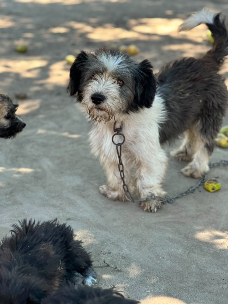 Paco
