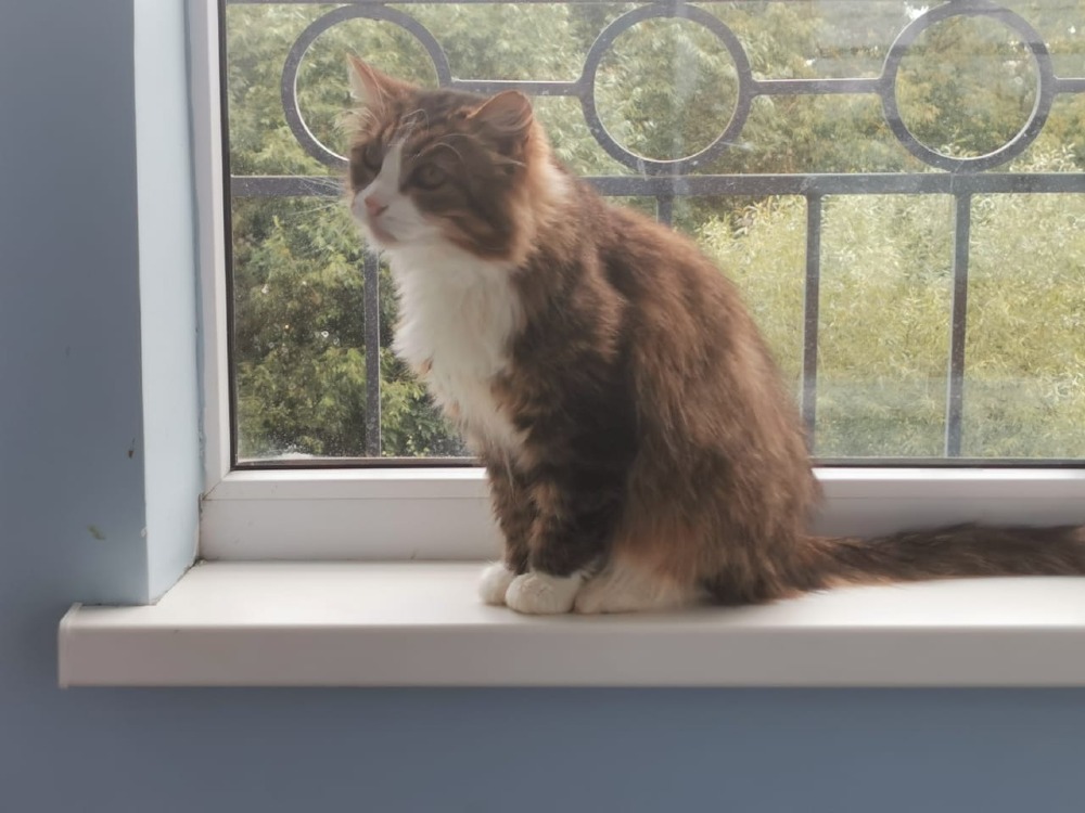 Maya