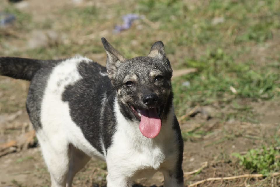 Heidi