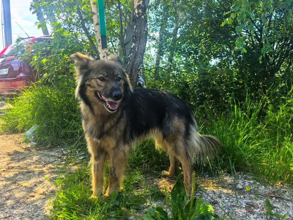 Penny