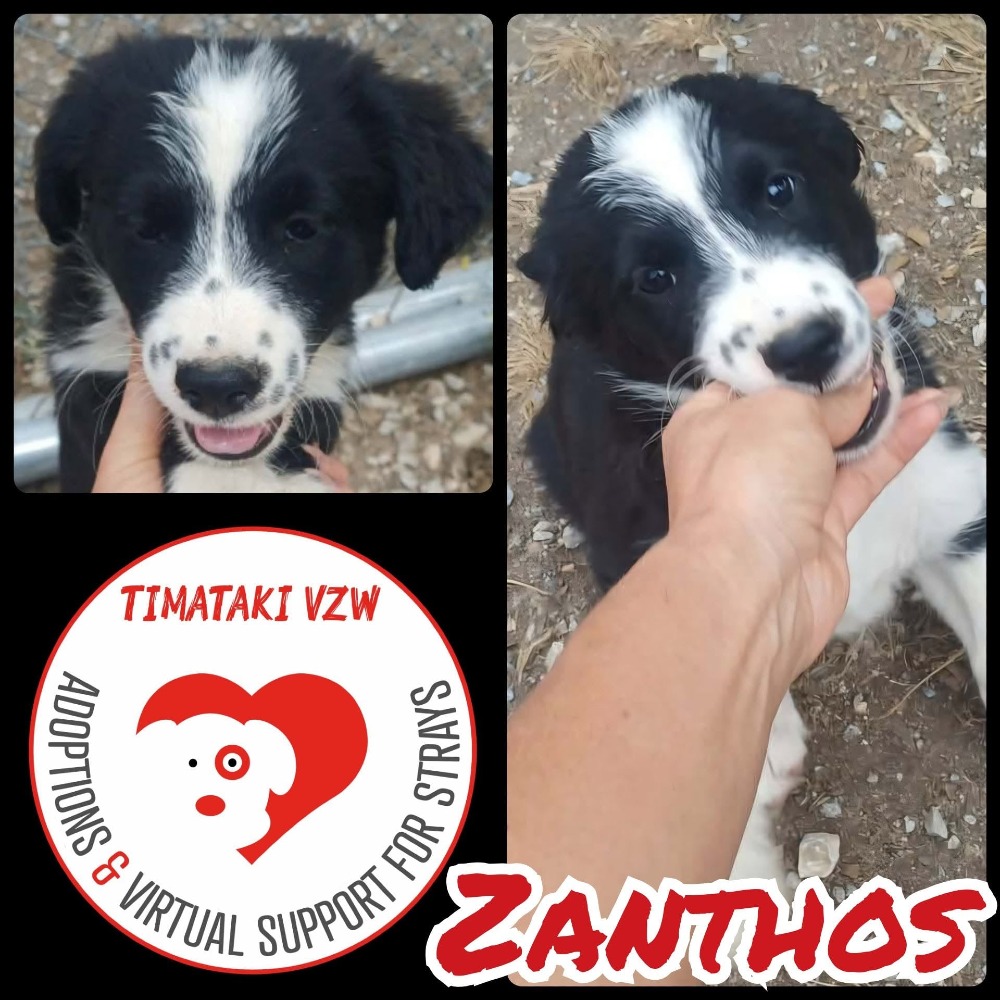 Zanthos
