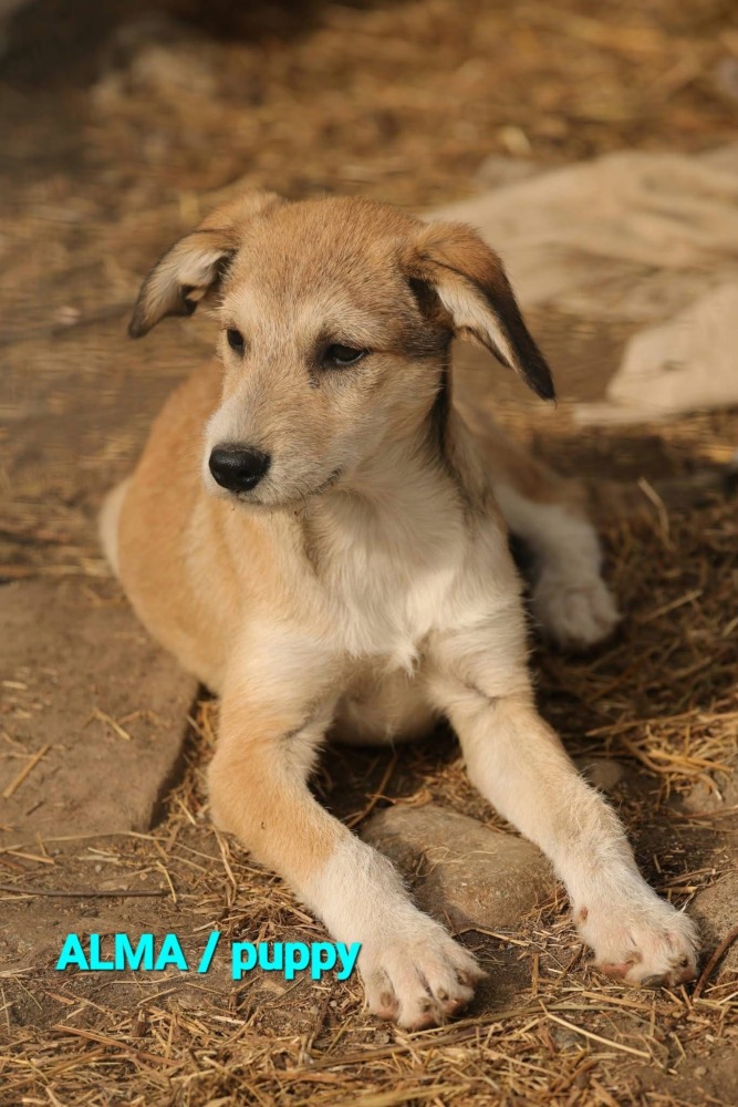 Alma
