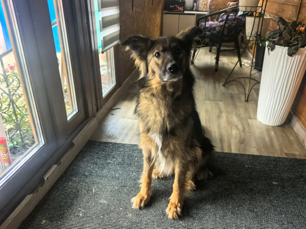 Penny