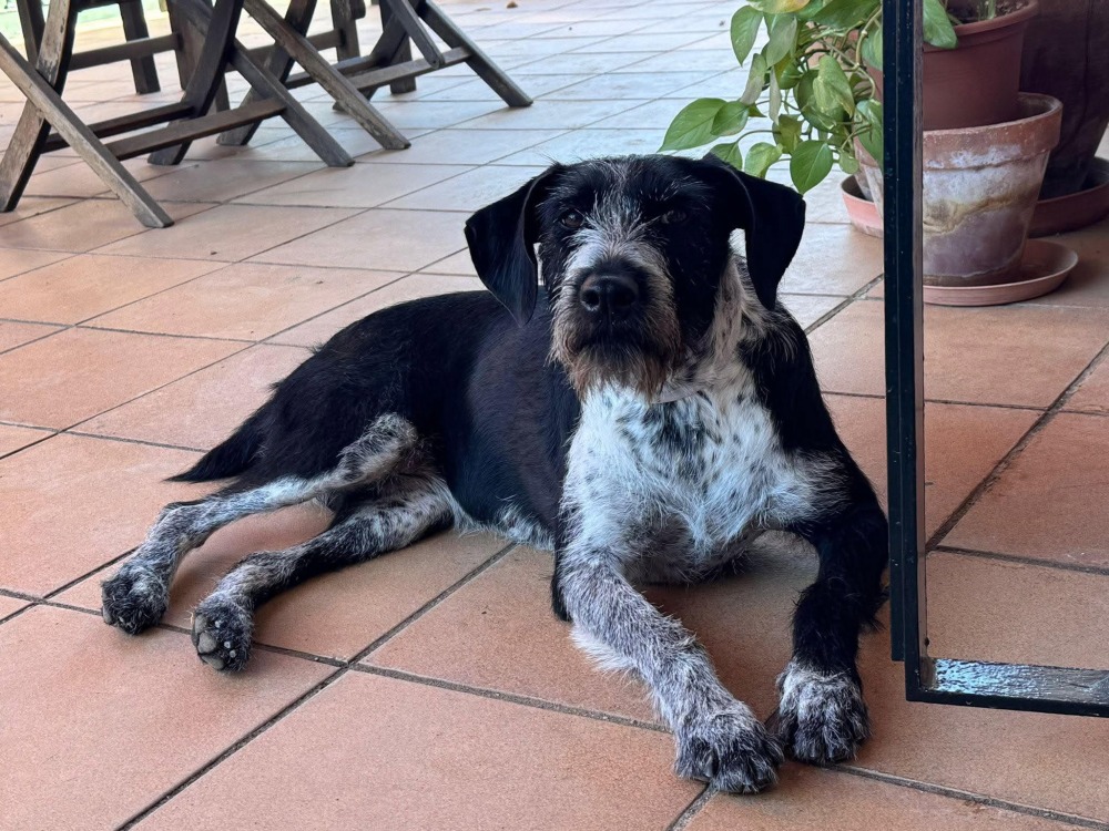 Frida AC