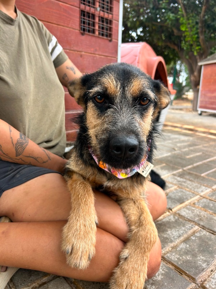 Greta