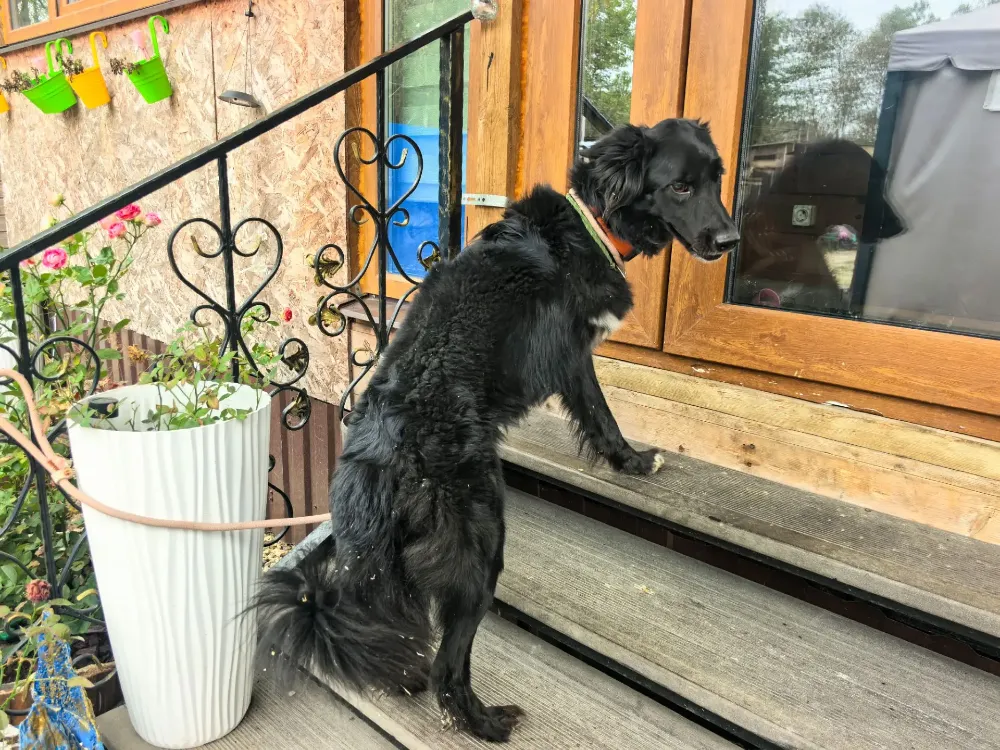 Chicco