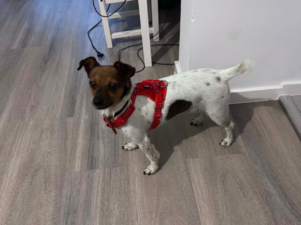 Ella