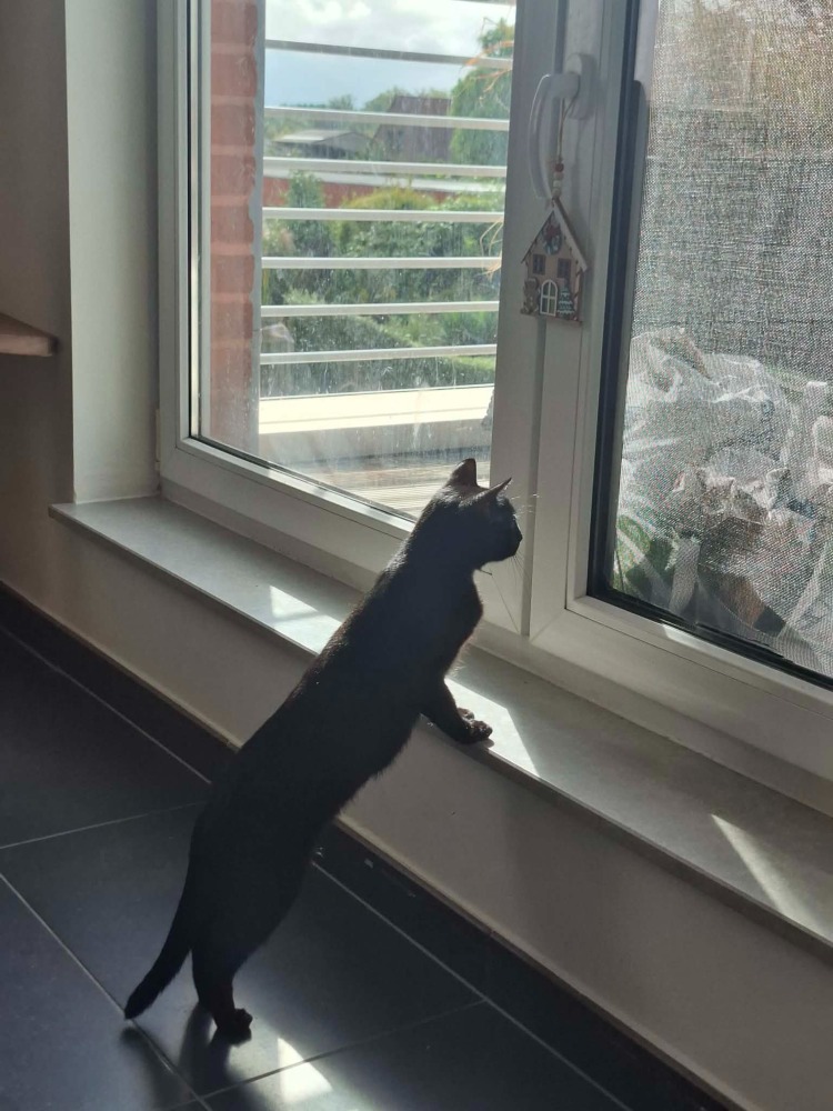 Ziva