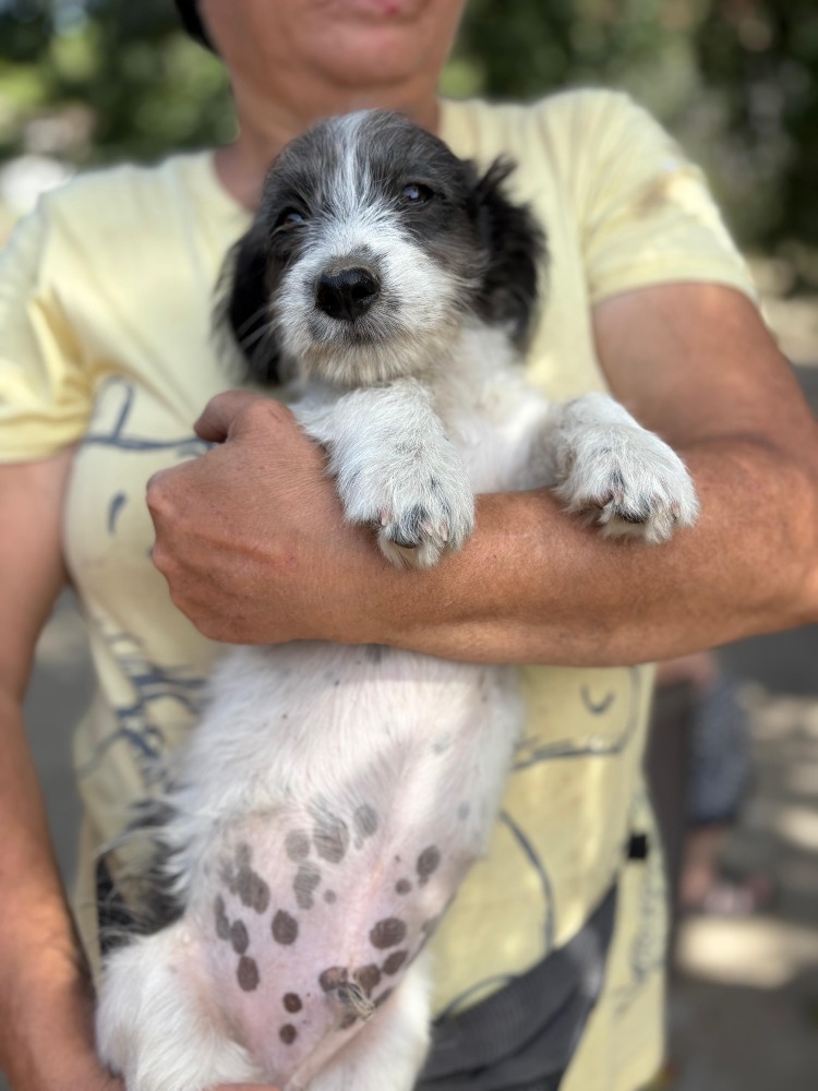 Max