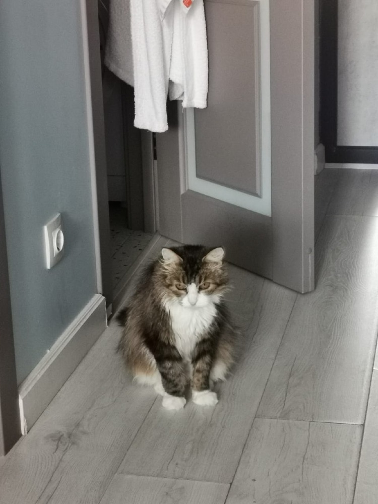 Maya