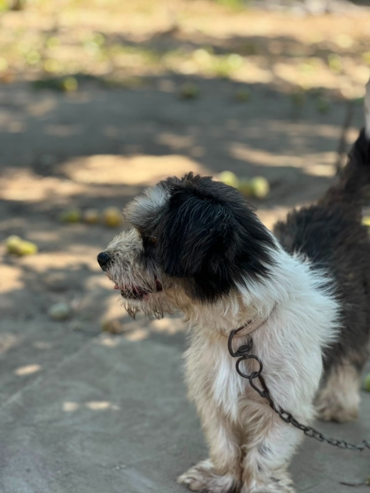 Paco