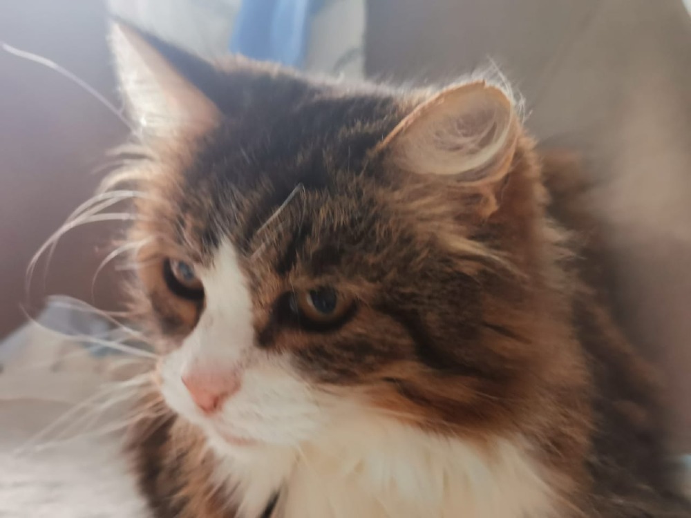 Maya