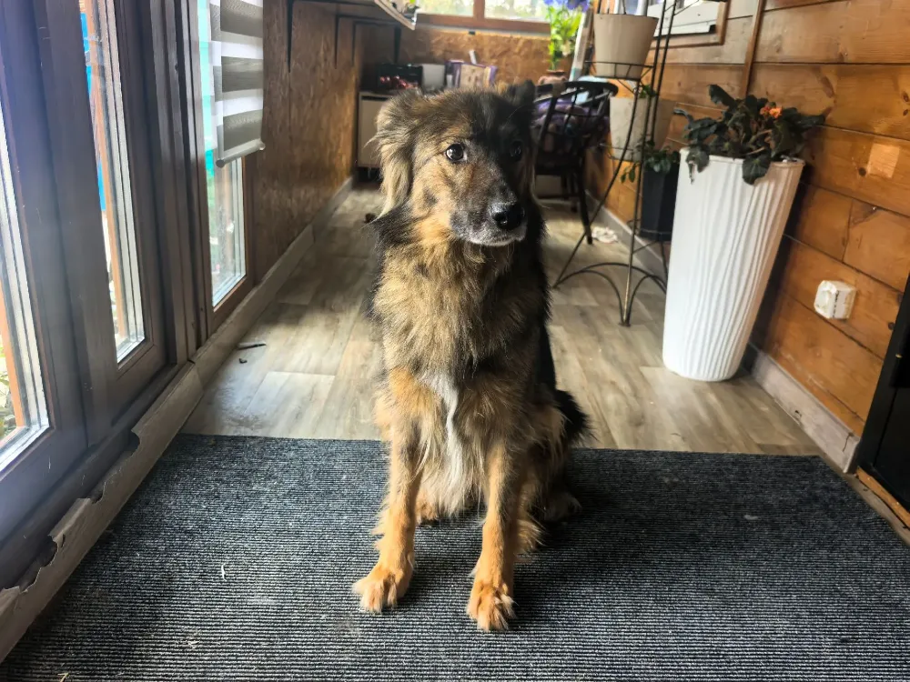 Penny
