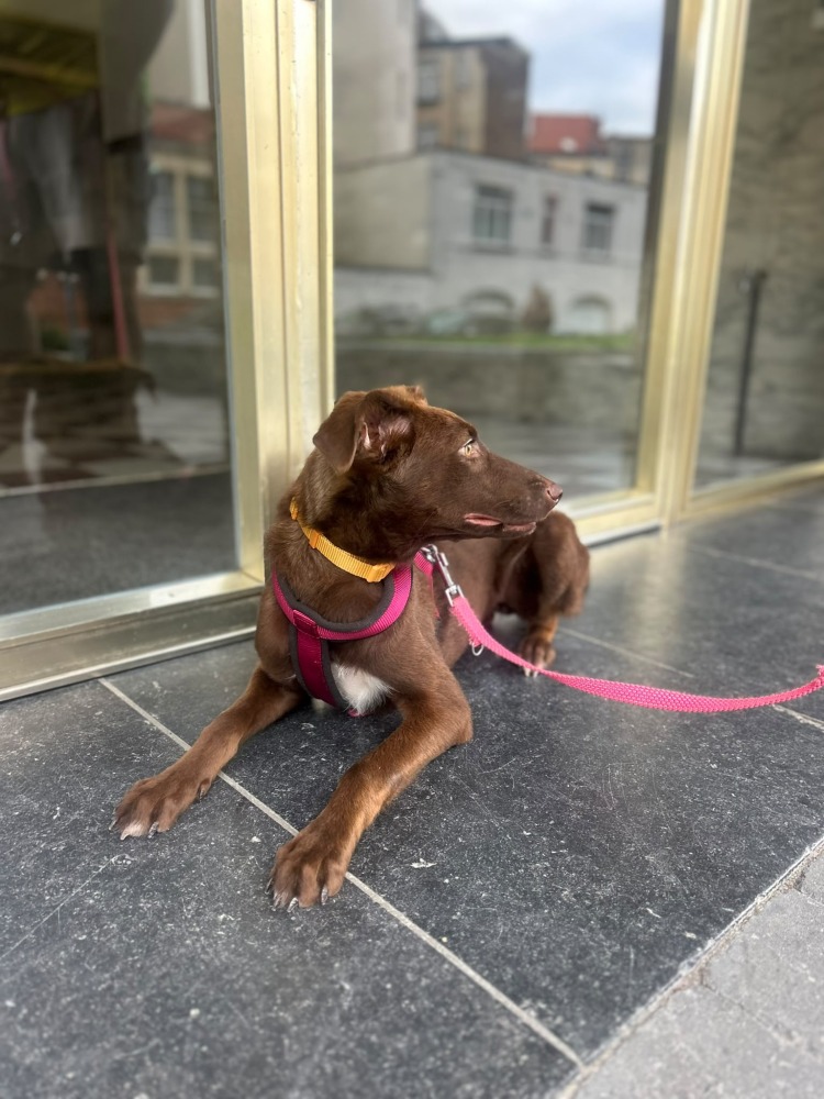 Daisy