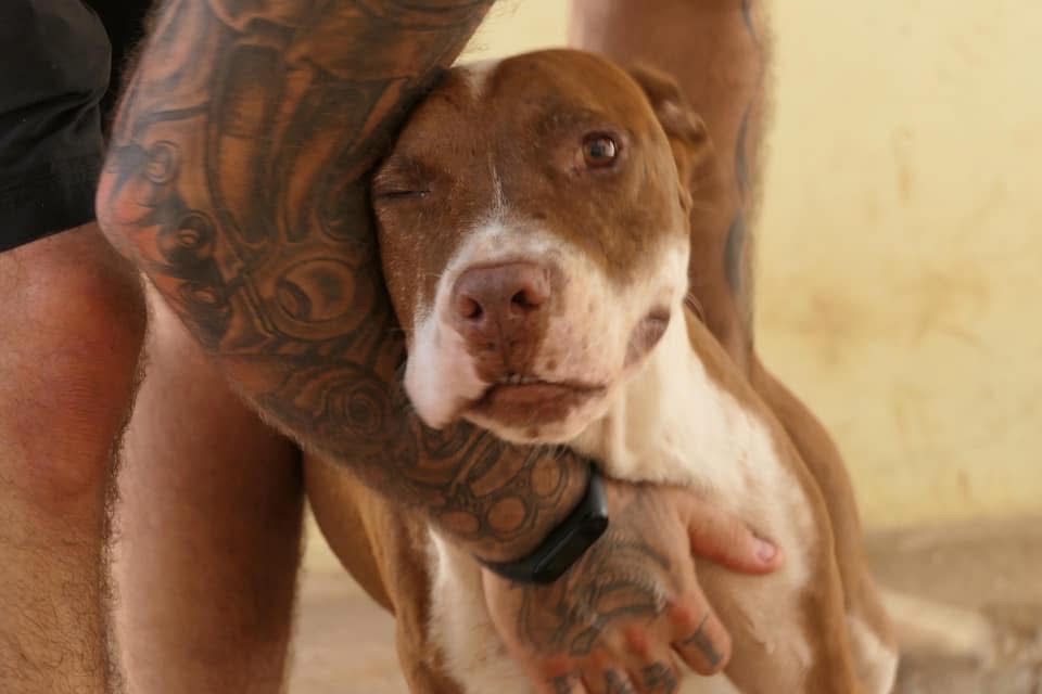 Rex