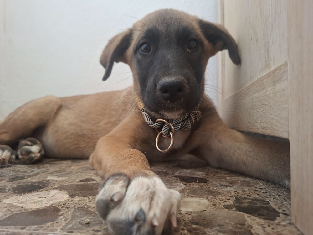 June ADR