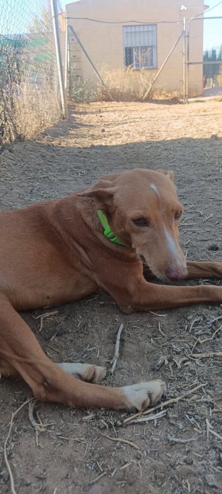 Uma AC