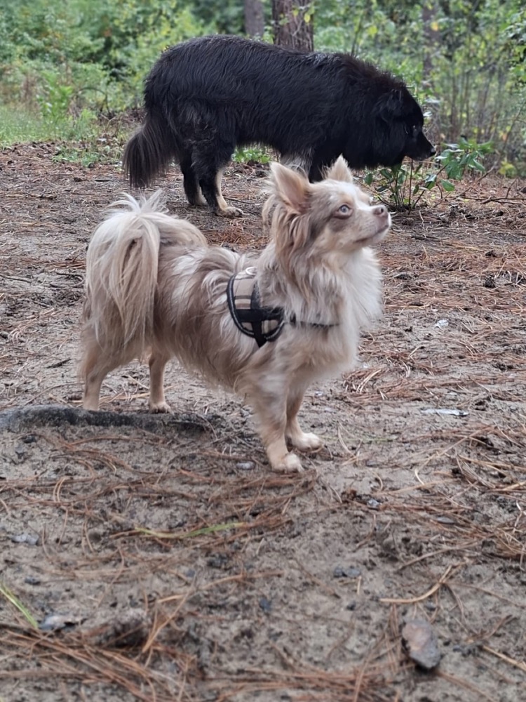 Archie