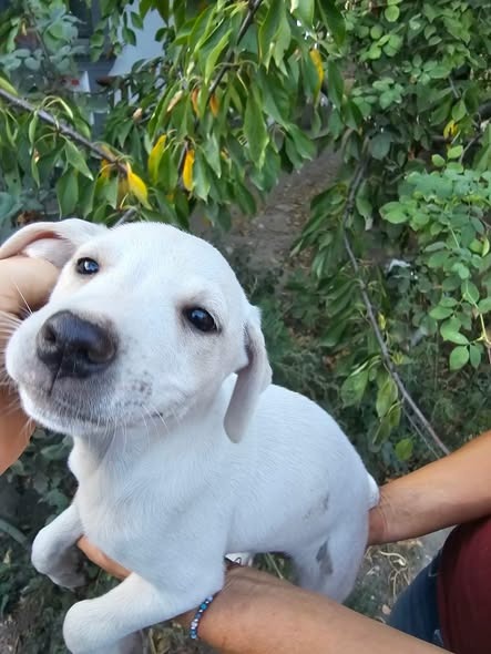 Blanca