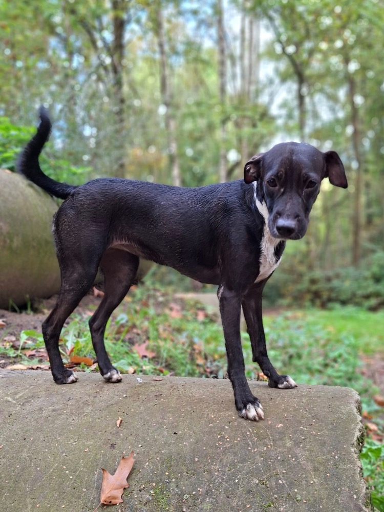 Bella