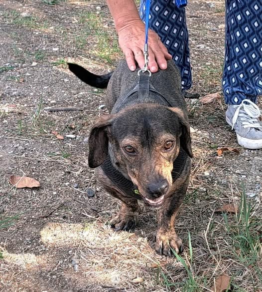 Scout