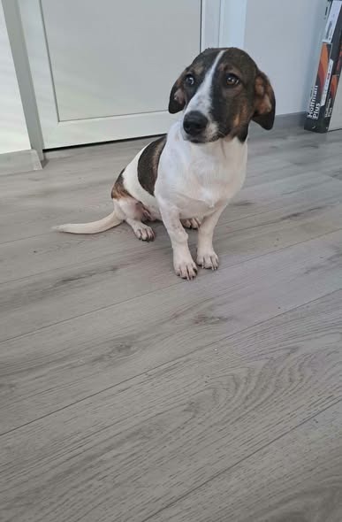 Viki