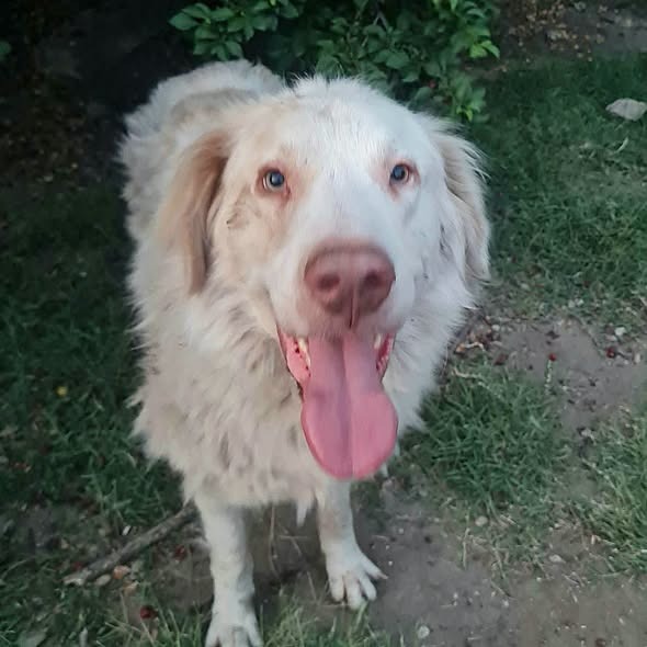 Beni
