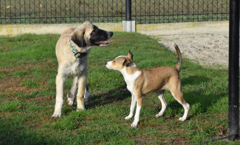 Lexie ADR in België