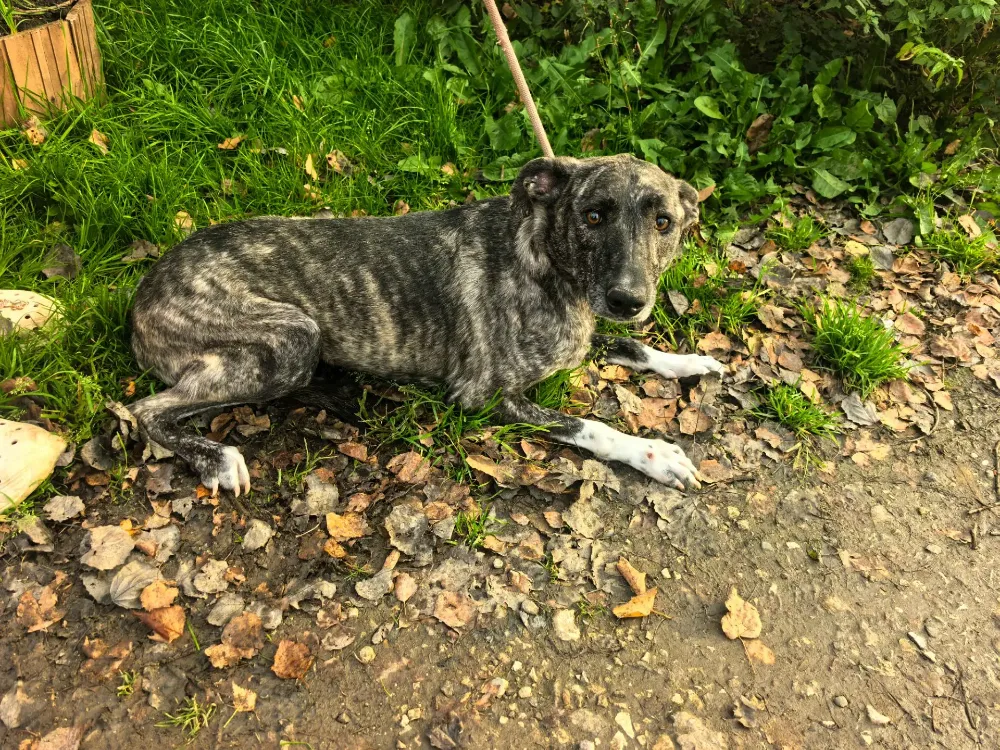 Chloe