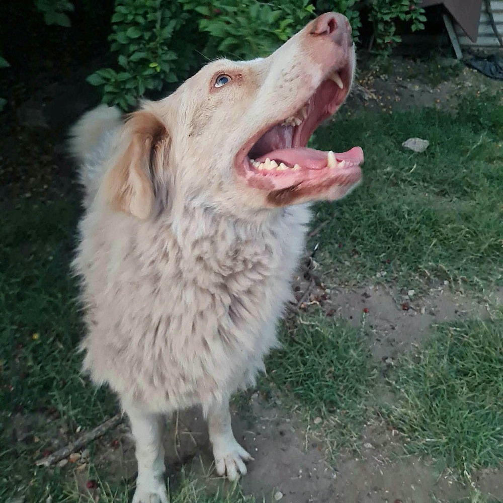 Beni