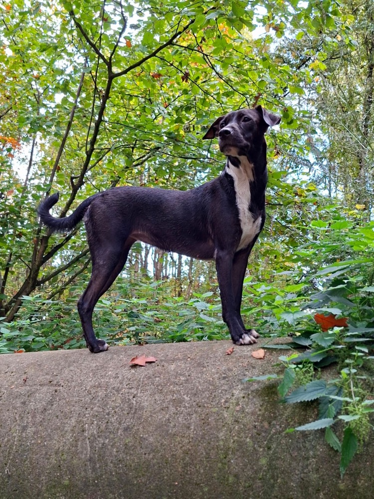 Bella