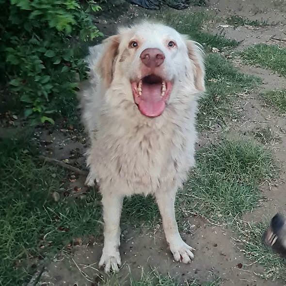 Beni