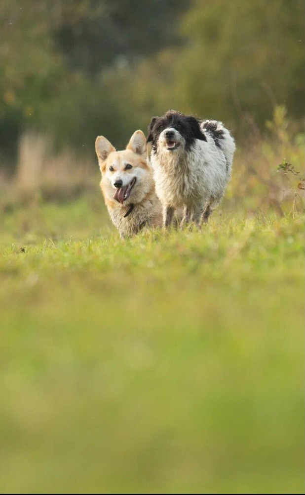 Polly Molly is een kat ?