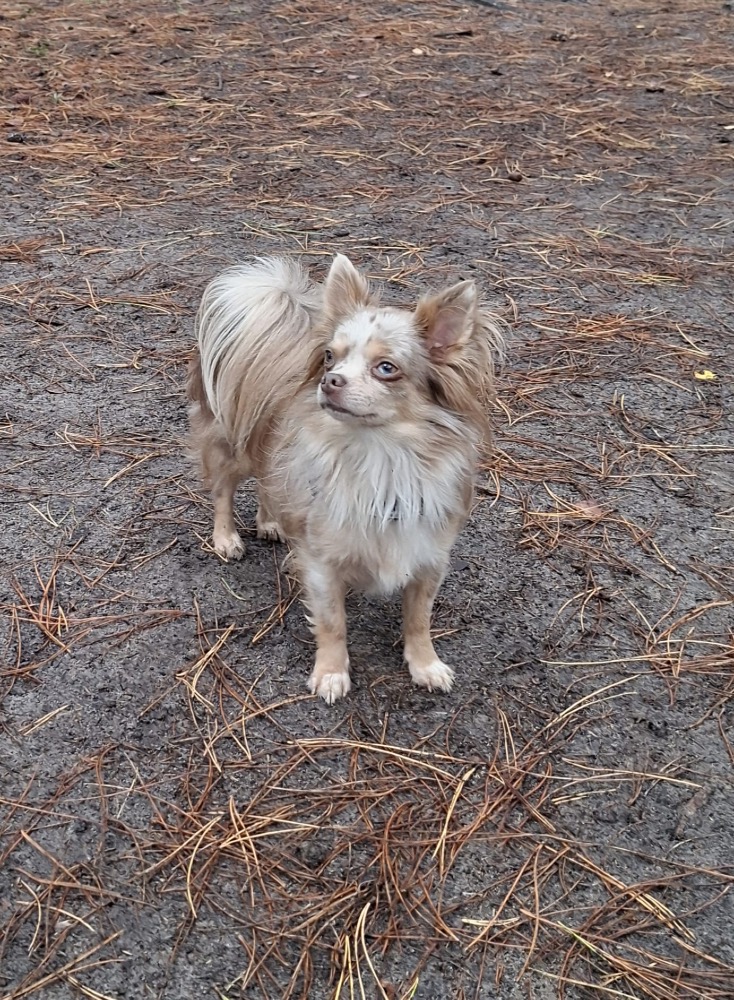 Archie