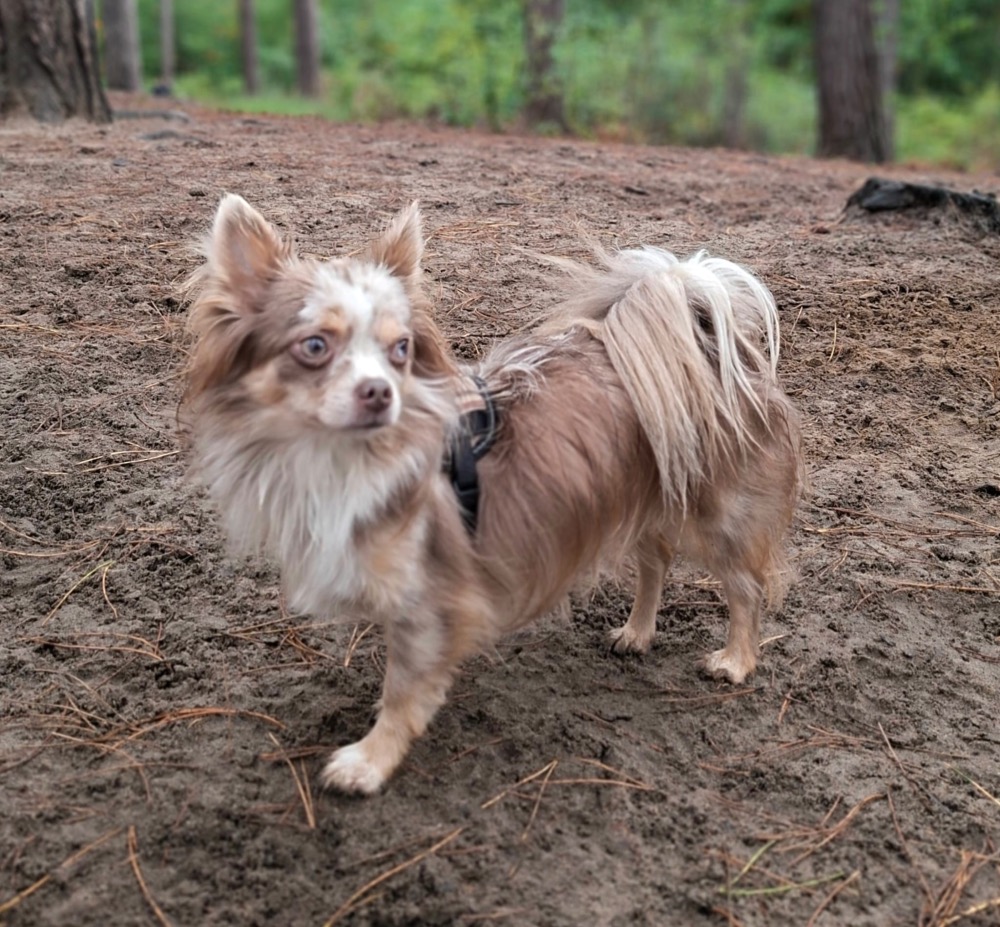 Archie