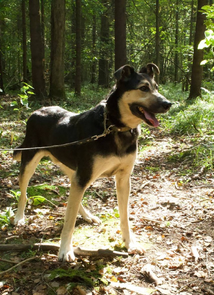 Scooby Geweldig karacter!