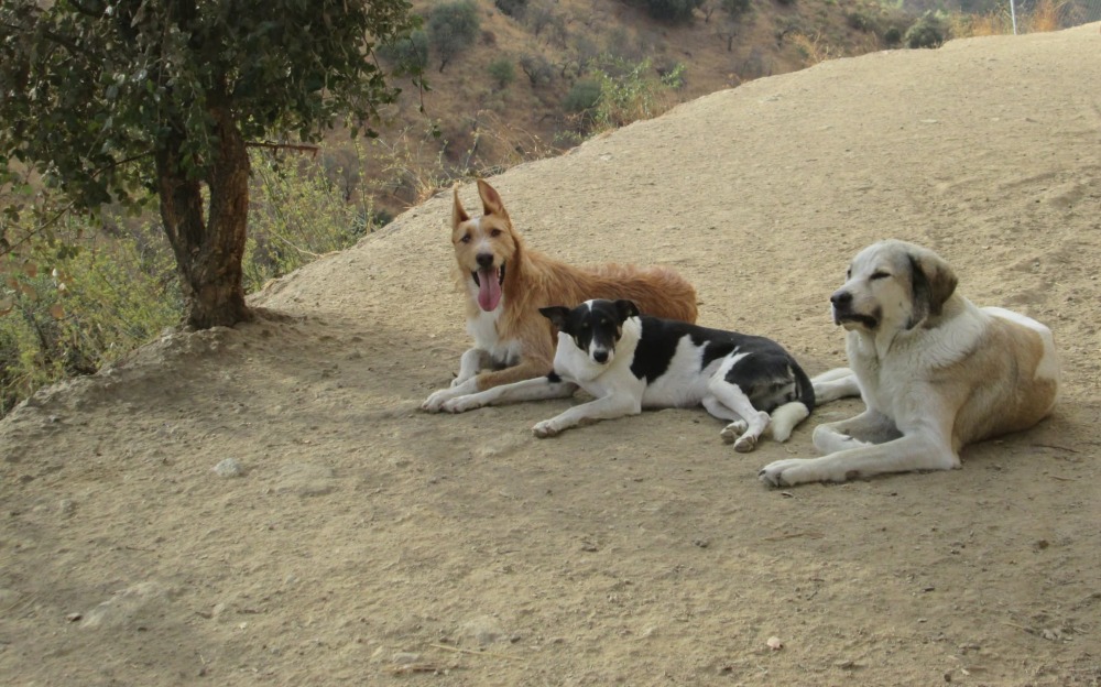 Simba ADR