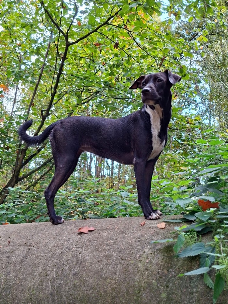 Bella