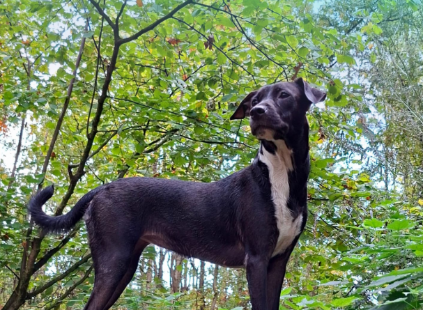 Bella