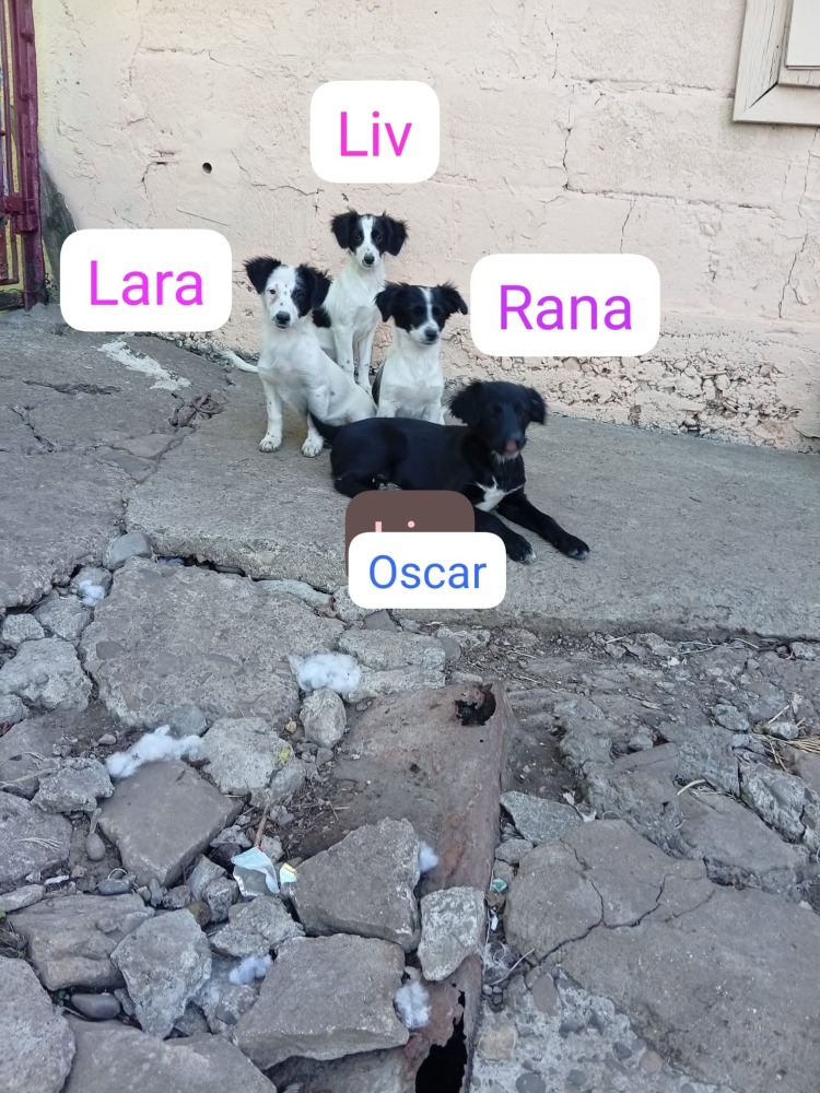 Rana