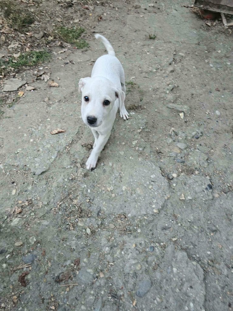 Blanca