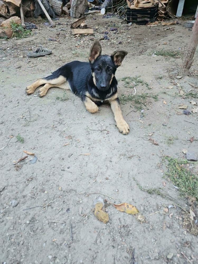 Sofia