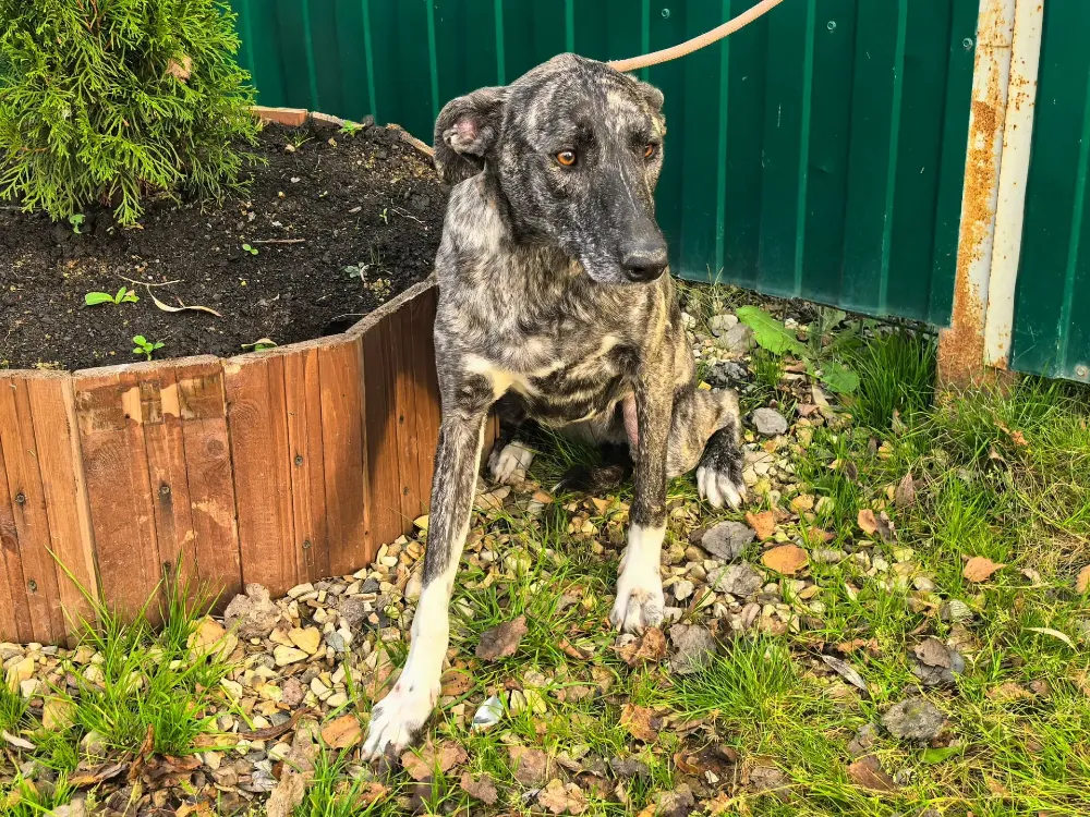 Chloe