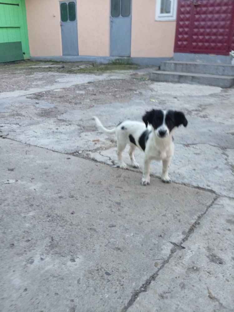 Rana