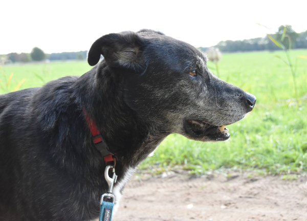 Jazz in België,DRINGEND!