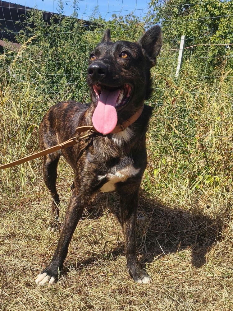 Taro