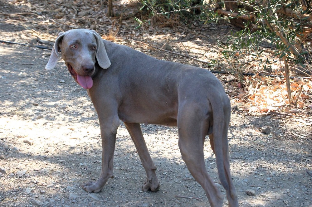 Kaiser